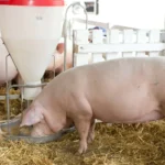 świnia jedząca paszę